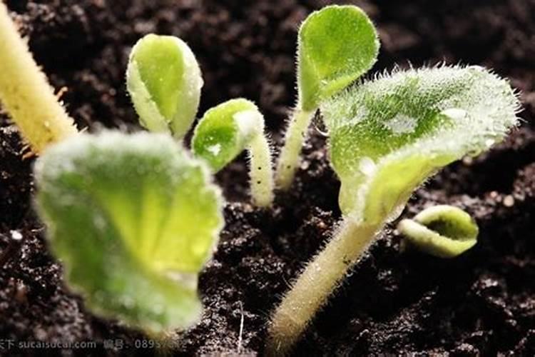 扦插小苗没生根施什么肥