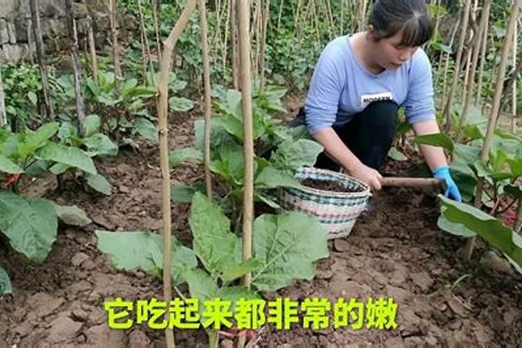 茄子移栽后几天施肥