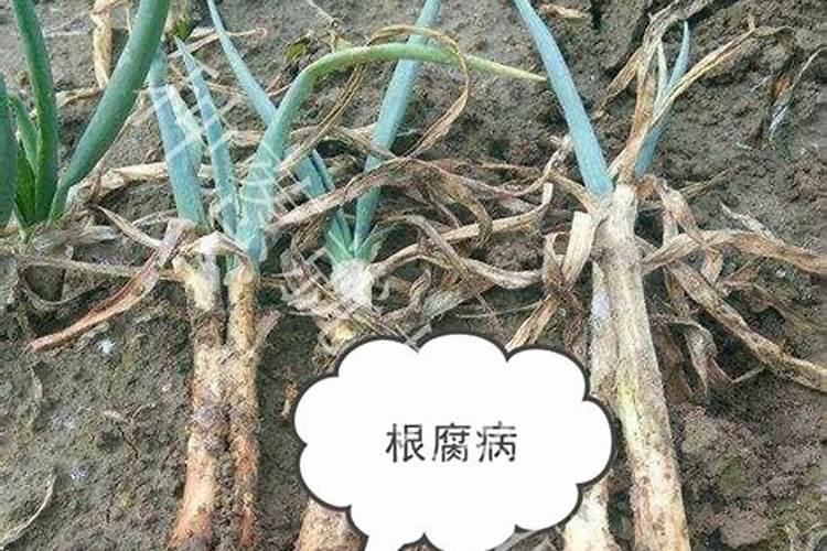 大葱葱根腐烂是怎么回？