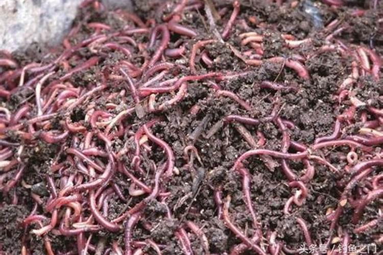 蚯蚓粪有机肥生产需要哪些设备