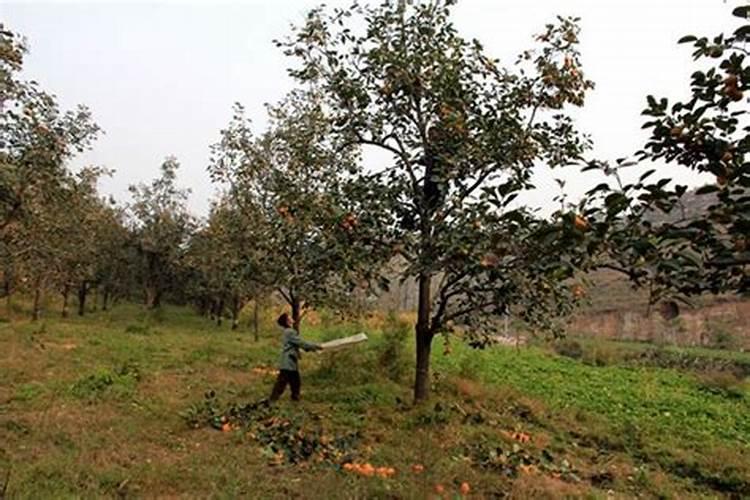 凤梨盆栽养殖方法