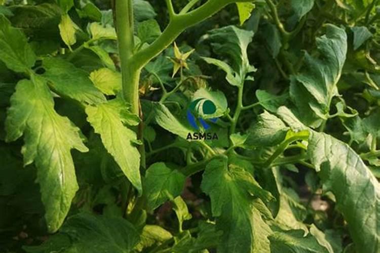 西红柿的种植用什么肥料好