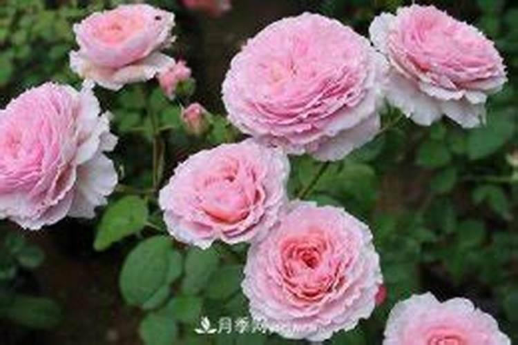月季如何养护避免僵芽