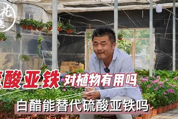 果树能用硫酸亚铁吗(硫酸亚铁对果树黄叶有作用吗)