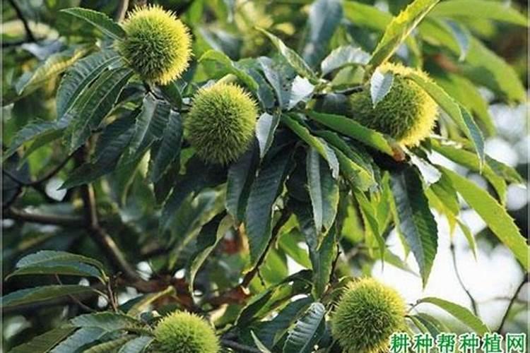 板栗采摘后怎样管理