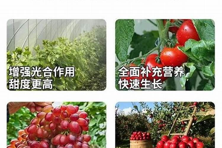 氨基酸对植物的作用