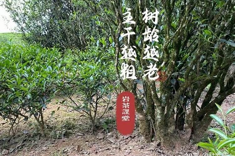 硝基复合肥适合旱田作物吗？