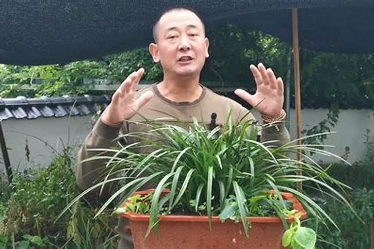 金鱼饲料鱼是否可以放在兰花的土里