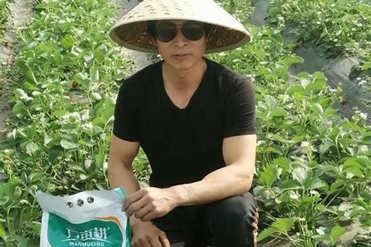 夏季黄瓜打叶绿素那个效果好不好？