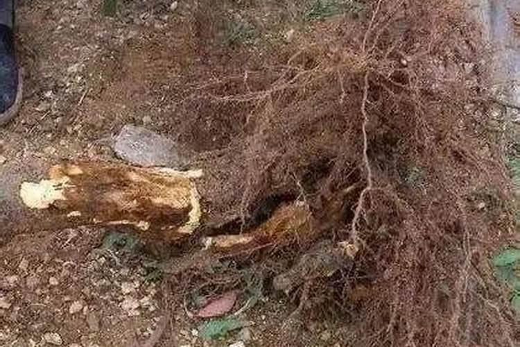 谁用过碳当家水溶肥？我种植的果树,效果怎么样？