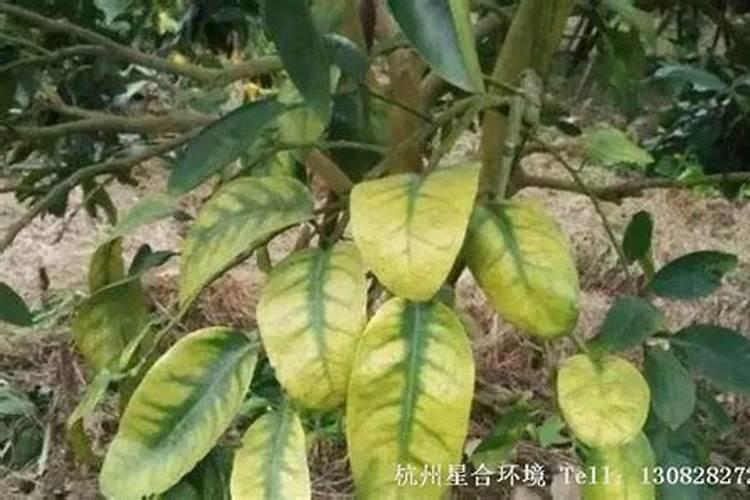 在柑橘开花的时候要用什么肥料才合适