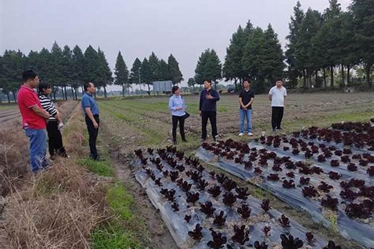 落地生根施什么肥