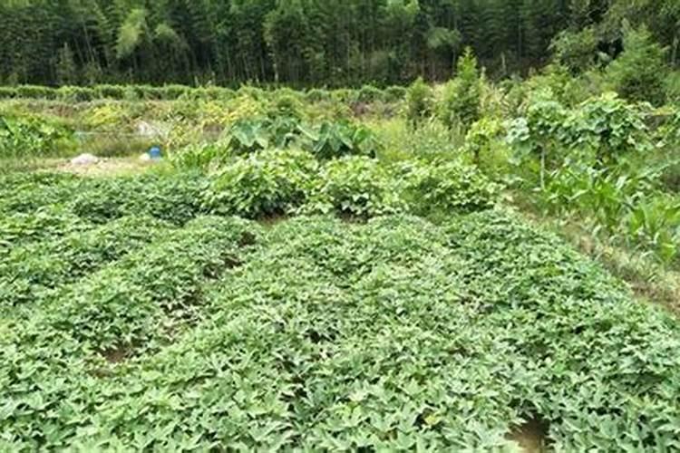 地瓜种植用什么底肥？