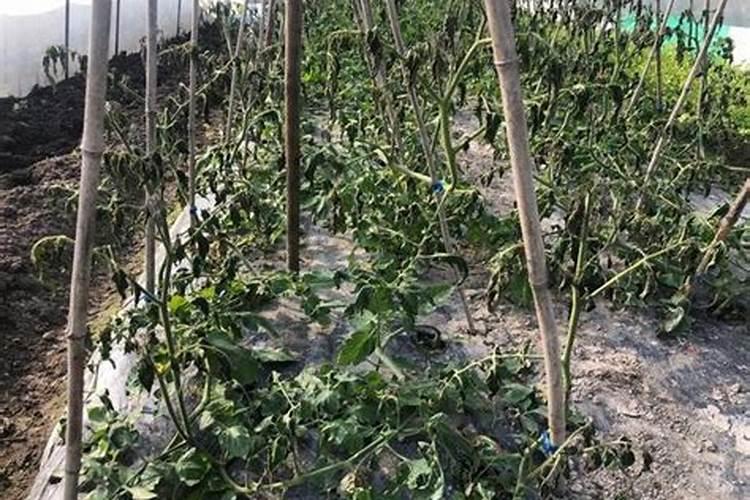 实用的大棚蔬菜防“三害”,冷冬太实用了!