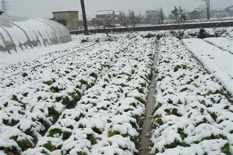 冬季大棚蔬菜如何预防肥害