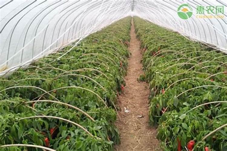 如何防治大棚蔬菜种植土传根部病害的发生？