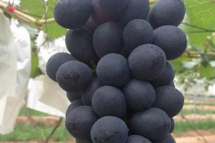 夏黑葡萄开花前期施啥肥最好