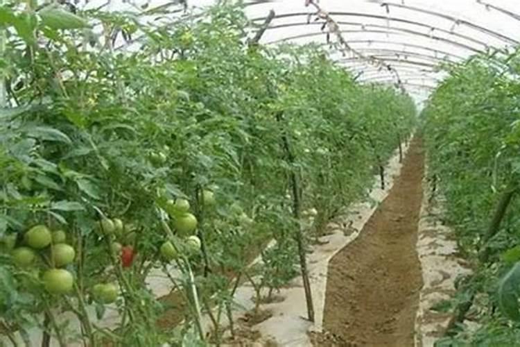 蔬菜施肥过量出现的生理病害症状