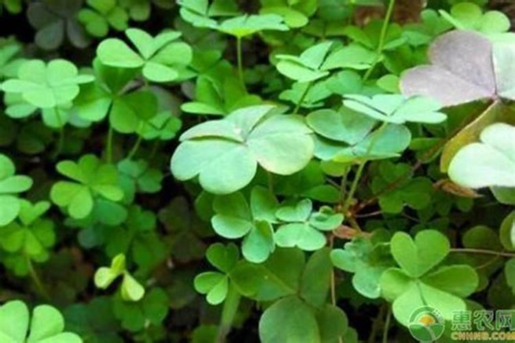 三叶草的种植与维护