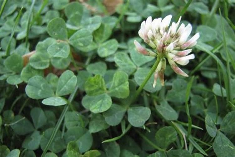 三叶草在果园怎么样肥料