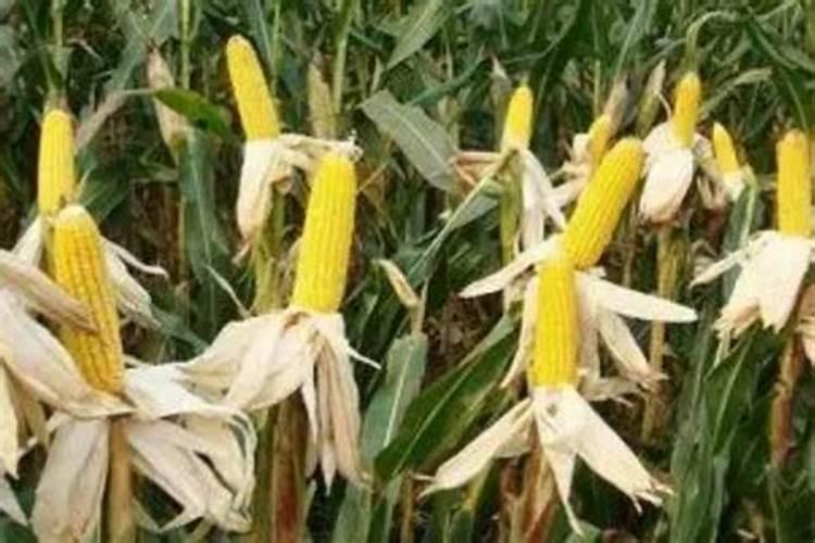 玉米授粉期追施什么化肥最好