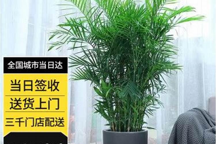 什么盆栽可以用尿素(家里的盆栽能用尿素浇吗)