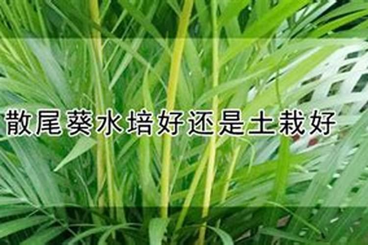 尿素能浇花吗