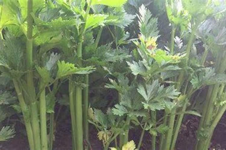 西芹的生长特性和需肥规律有什么？怎样施底肥？