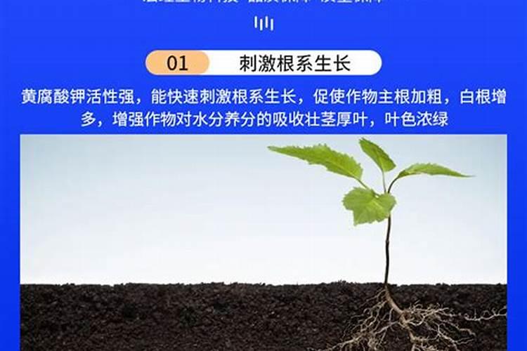 水溶肥相比于传统肥料有哪些优缺点？