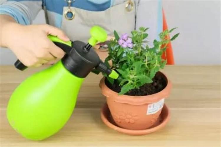 水溶肥好还是复合肥好