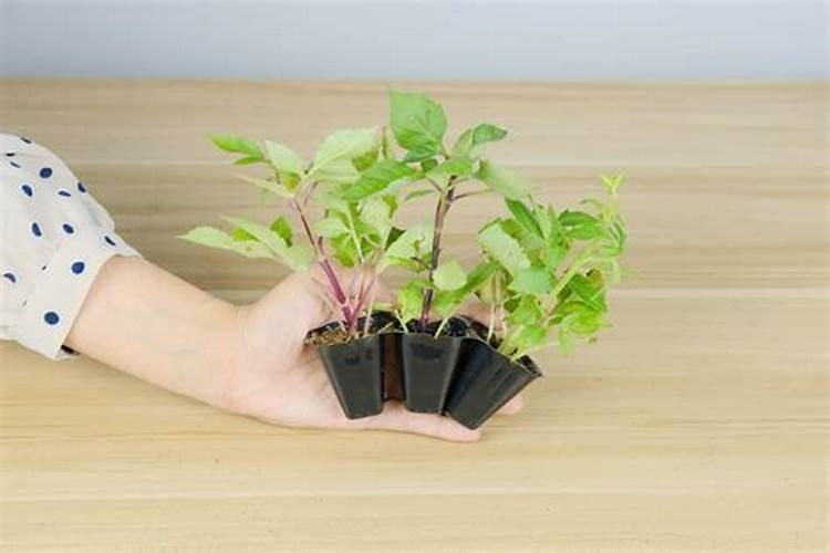 西瓜膨果期用什么肥料
