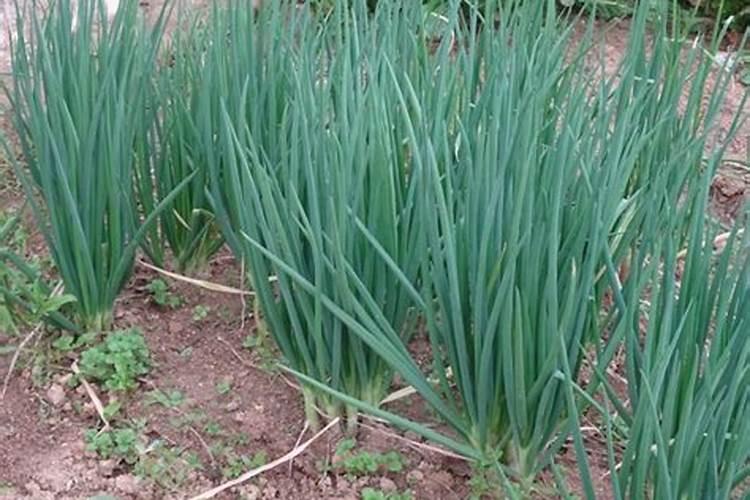 适宜四季小葱种植方法及技巧
