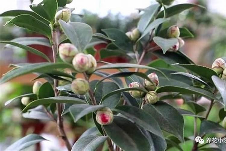 茶花专用营养液可以浇栀子花吗？
