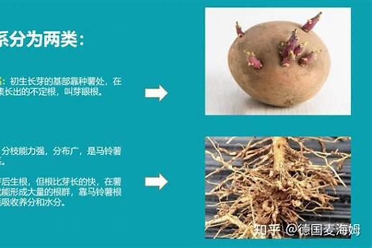 马铃薯施肥法需肥特点