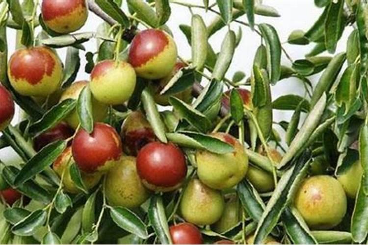 昆明根之力生物科技有限公司怎么样？