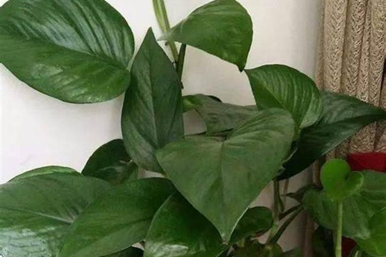 客厅最好养的大型绿植