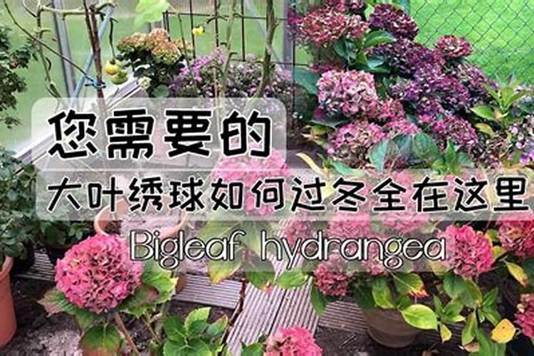 变色牡丹怎么养？