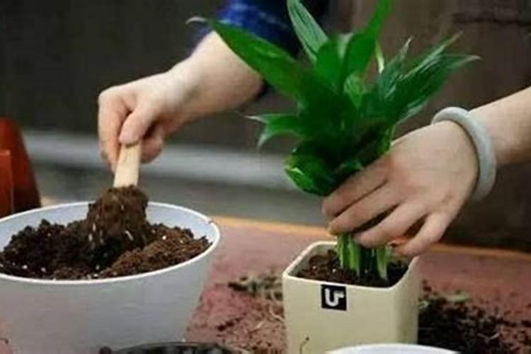 薰衣草施肥方法,用什么肥好