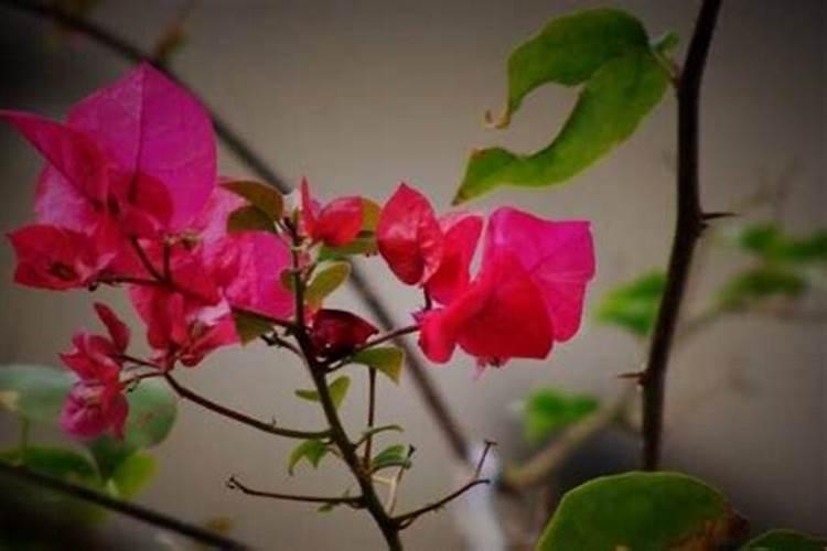 三角梅施什么肥花开满树