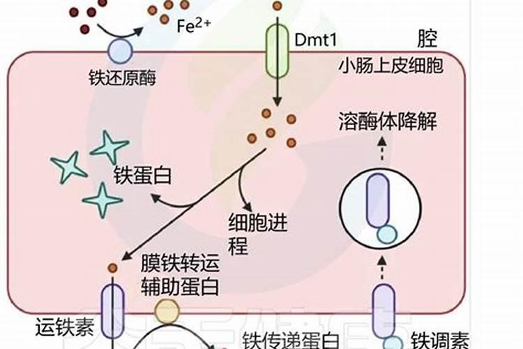 铁树施什么肥