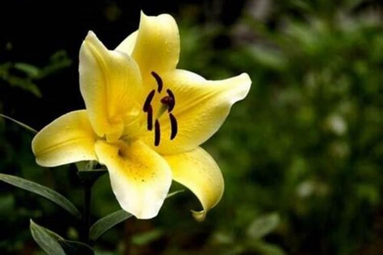鲜花是放在花泥里好还是水里