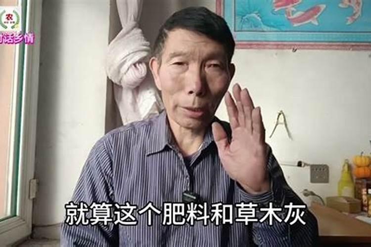 秋延迟番茄怎么育苗