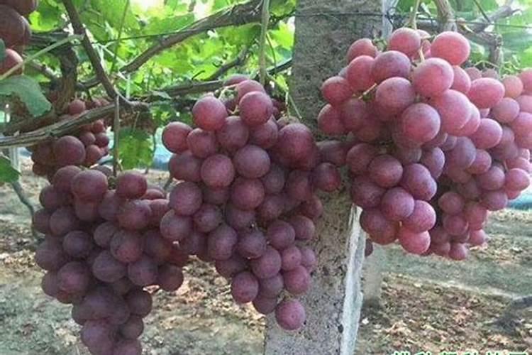 腐植酸水溶肥能和液体氮混合叶面喷施吗？