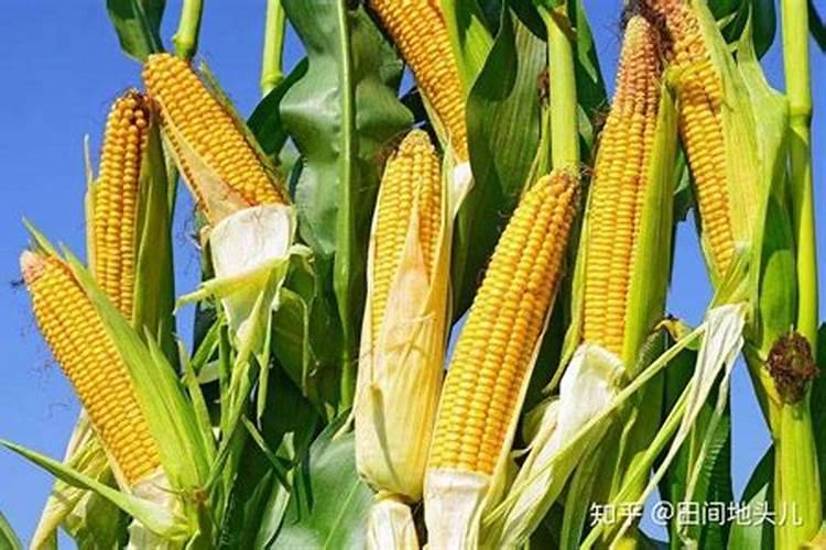 玉米结果期施什么肥 玉米施肥的注意事项