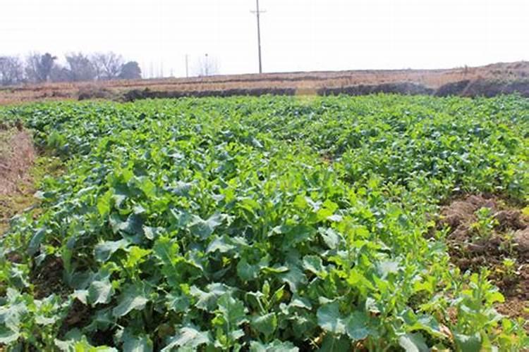 用大豆做底肥的使用方法 怎样用黄豆做肥料
