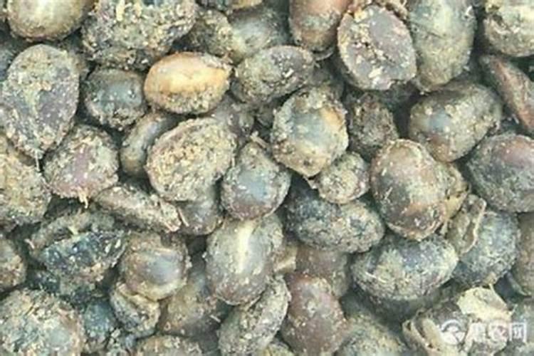 大豆做肥料用不用煮熟