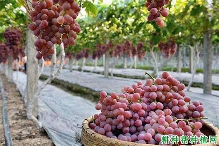 葡萄为什么要施钾肥,葡萄施钾肥有什么后果