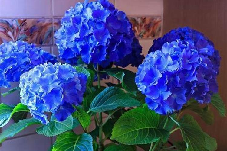 绣球花施什么肥