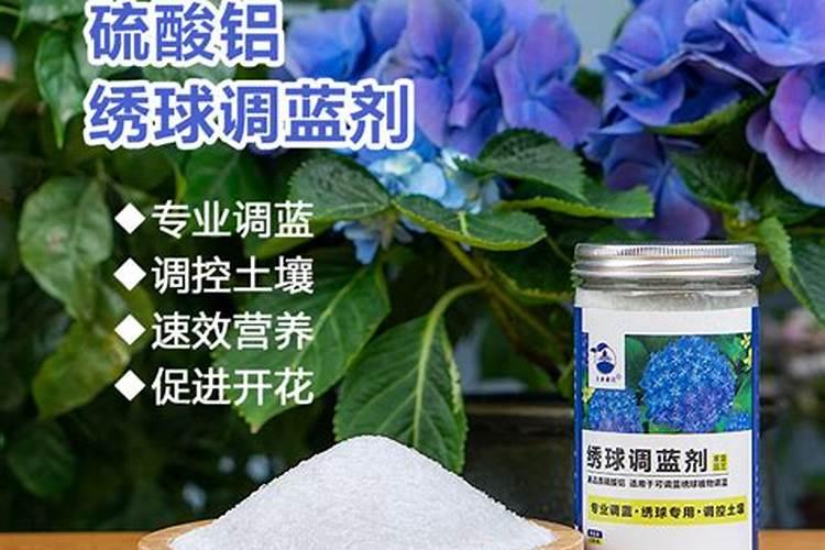 如何让绣球花变蓝