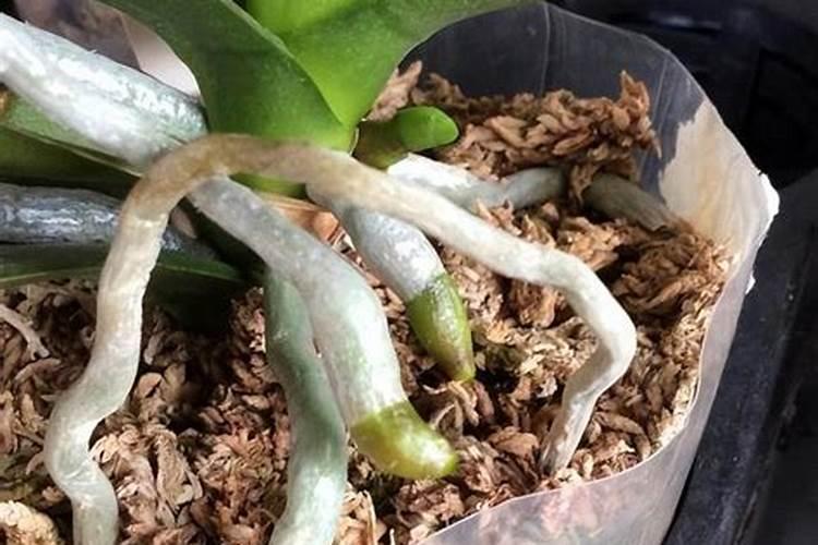 无根蝴蝶兰催根办法